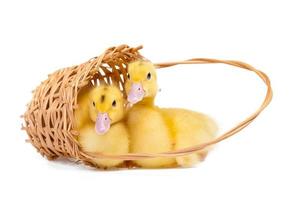 Two yellow little ducks in wooden basket on white background