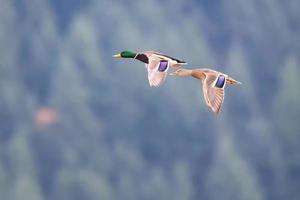 Mallards in Flight near Harrison British Columbia