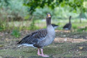 goose in a park