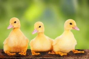 Three cute ducklings