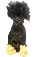 Poodle In Duck Slippers photo