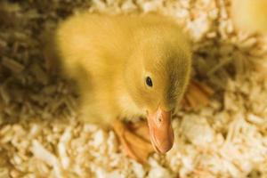 Duckling Looking at You
