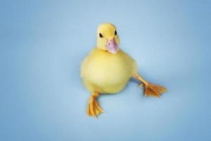 Duckling On Blue Background photo