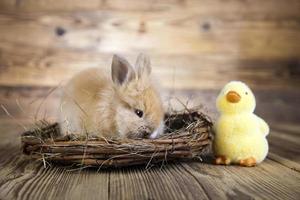 Easter bunnies photo