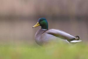Mallard or Wild Duck (Anas platyrhynchos) foraging photo