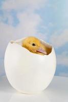 Hiding inside its egg photo