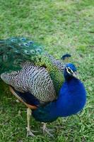 Peacock on the grass photo