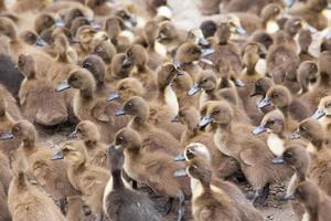 Poultry farm. Ducklings photo