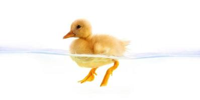 Swimming Duckling photo