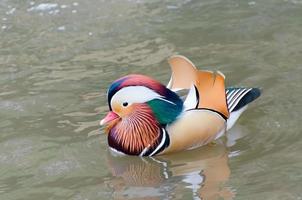 Mandarin duck photo