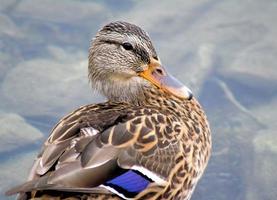 Mallard Duck photo