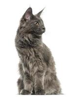 Maine Coon kitten sitting, looking away, 6 months old photo