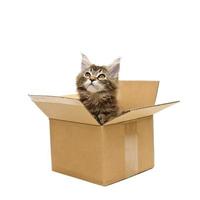 pequeño gatito en caja