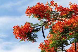 real poinciana llama árbol rojo brillante