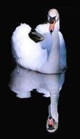 elegante y hermoso cisne macho blanco