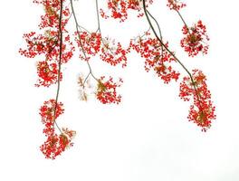 Flam-boyant flower background