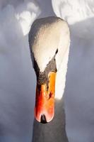 White swan closeup