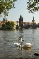 Swan in Prague.