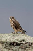 Prairie Falcon photo