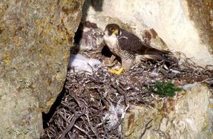 Peregrine, Falco peregrinus photo