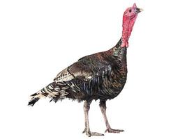 Turkey bird isolated