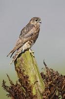 Merlin, Falco columbarius photo