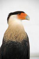 caracara con cresta halcón exótico foto