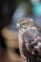 Shikra falcon photo