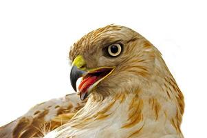 Las características de la cabeza de águila sobre un fondo blanco.