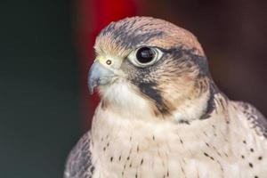 Falco tinnunculus head photo