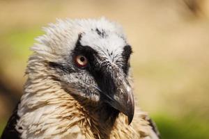 eagle vulture