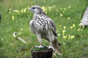 Falco photo