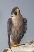 Vertical view of a Peregrine Falcon perched on a rock
