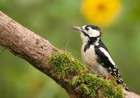 Adult male of the great spotted woodpecker photo