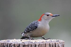 Female Woodpecker photo