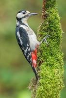 GREAT SPOTTED WOODPECKER