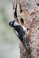Three-toed woodpecker, Picoides tridactylus photo