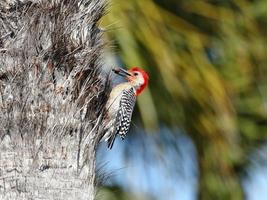Red-bellied Woodpecker, Melanerpes carolinus, with a nut photo