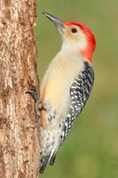 Woodpecker on a tree trunk photo