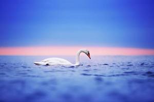 cisne flotando en el agua al amanecer del día
