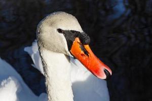 White swan closeup