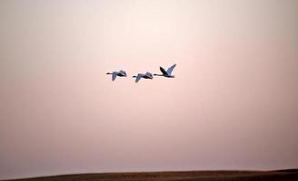 Tundra Swans in flight near sundown