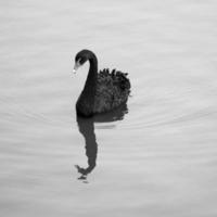 black swan photo