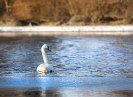 Fragile swan photo