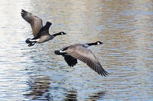 Canada Geese Taking to Flight from the Water photo