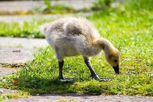 bebé gosling