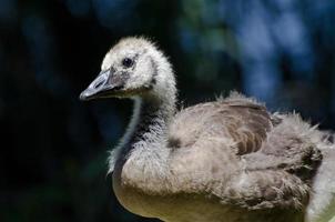 Canada Goose Gosling Profile