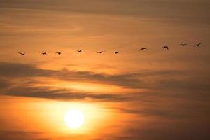 Wild Geese in the Sunset photo