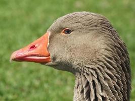 Face de um Ganso - Goose's face - Animais