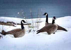 Canadian Geese. photo